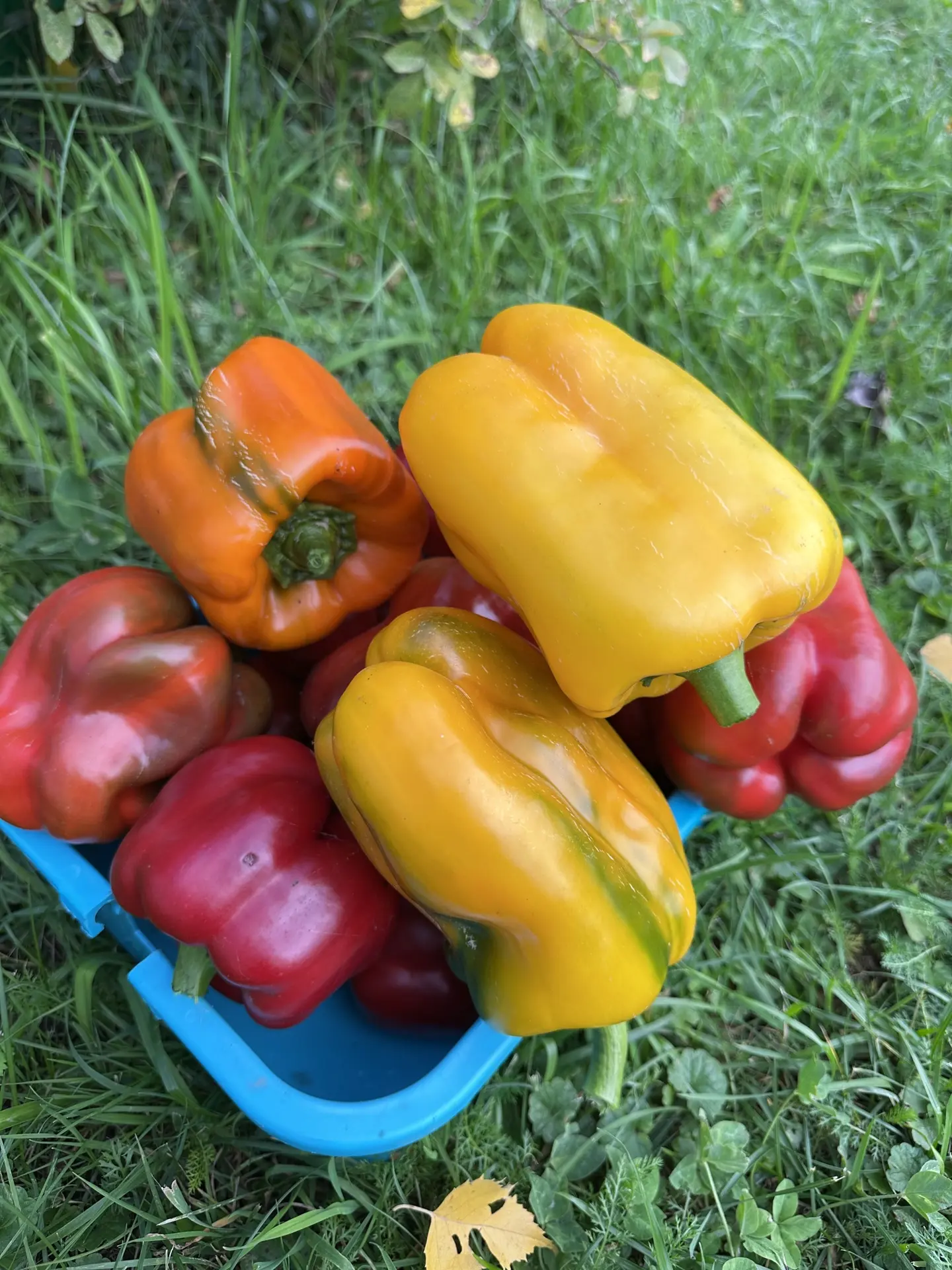 Сегодня продуктивно занимаюсь домашними делами.