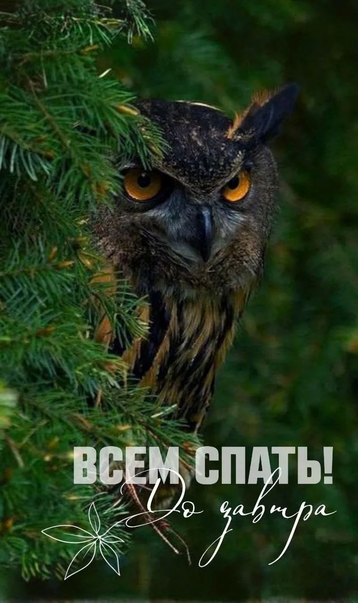 #спокойнойночи