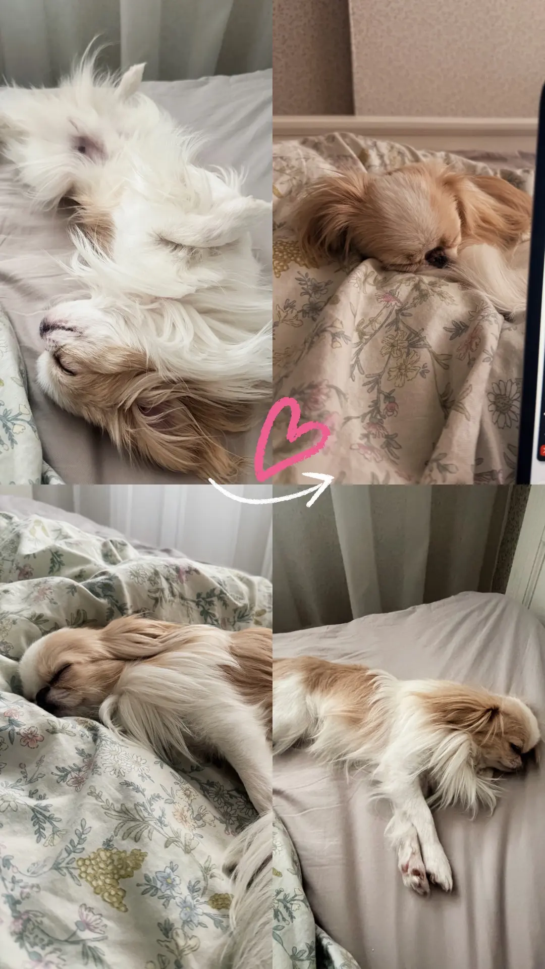 Настроение на этот день- быть Дэни 🐶💤