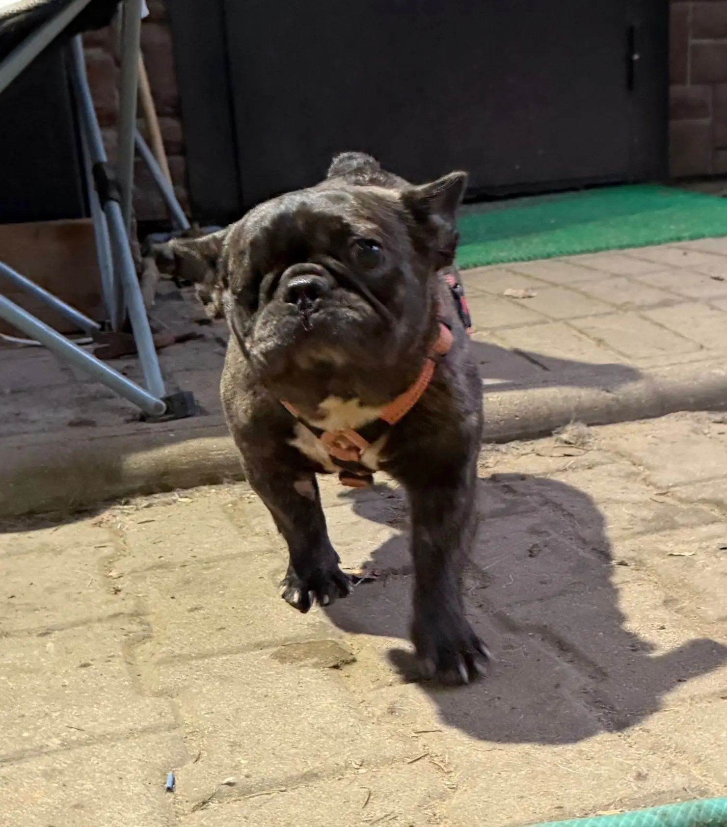#Судьба@sosbulldog -Вахтерша ищет пост! 🔐🐾

Вы давно мечтали о собаке, которая наведет порядок в в