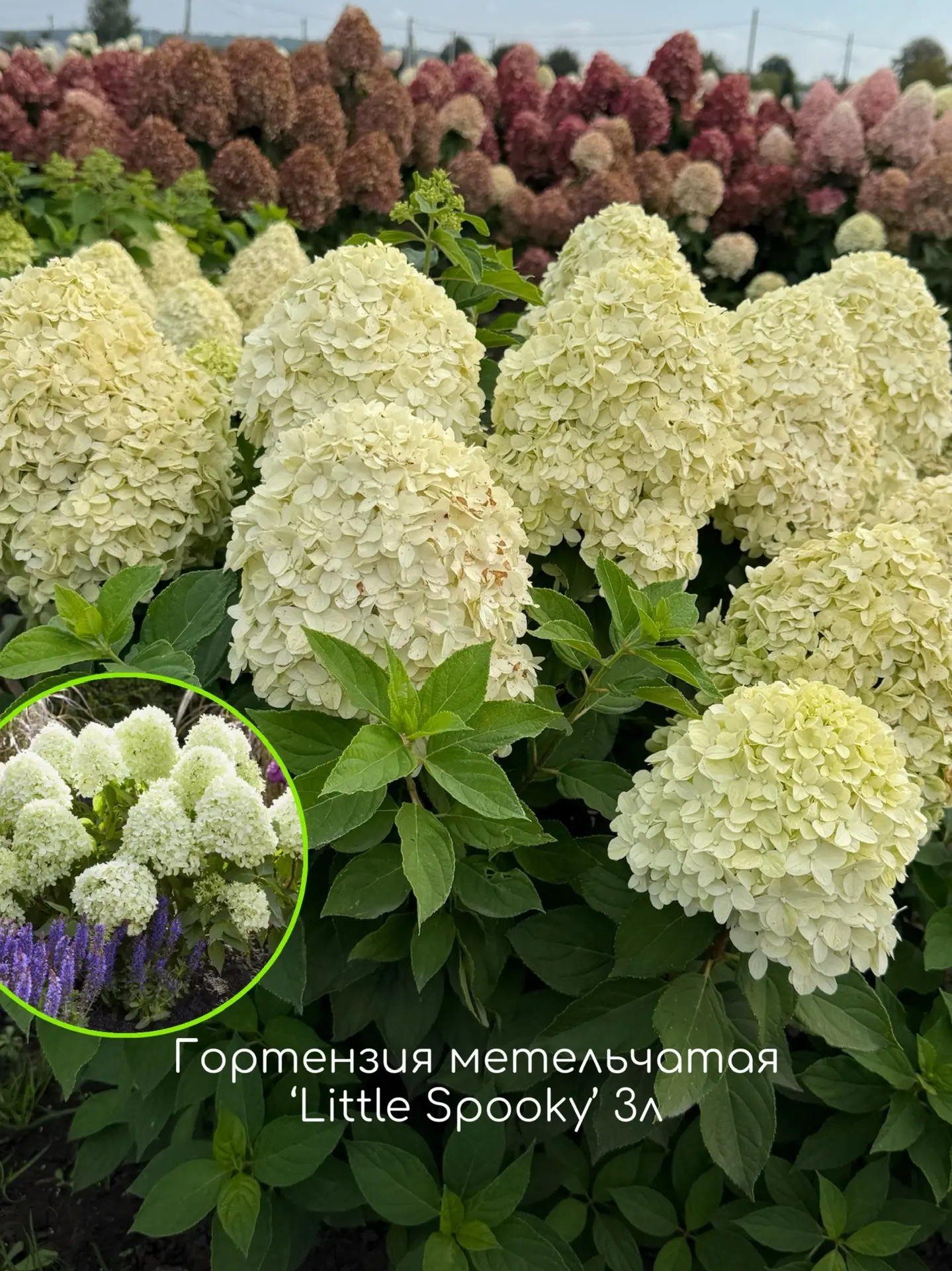 Гортензии в наличии в РОСТОВСАД ⠀ Потеплело, земля прогрелась и сажать можно! У нас в наличии самые 