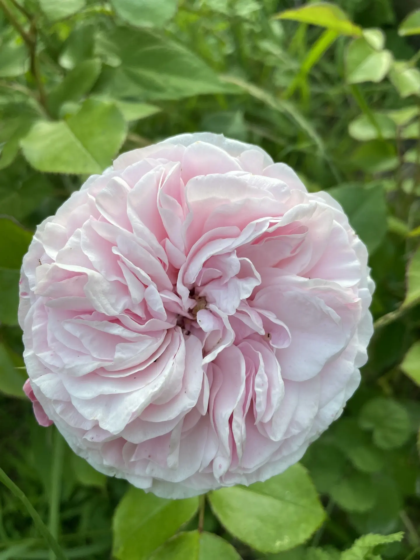 Только посмотрите на эту красоту 😍😍😍 Ни наглядеться, ни надышаться 🥰🌸
_________________________