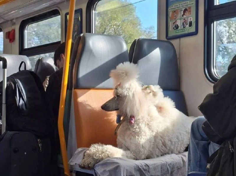 😁 Королевский пудель по-королевски занял места в электричке