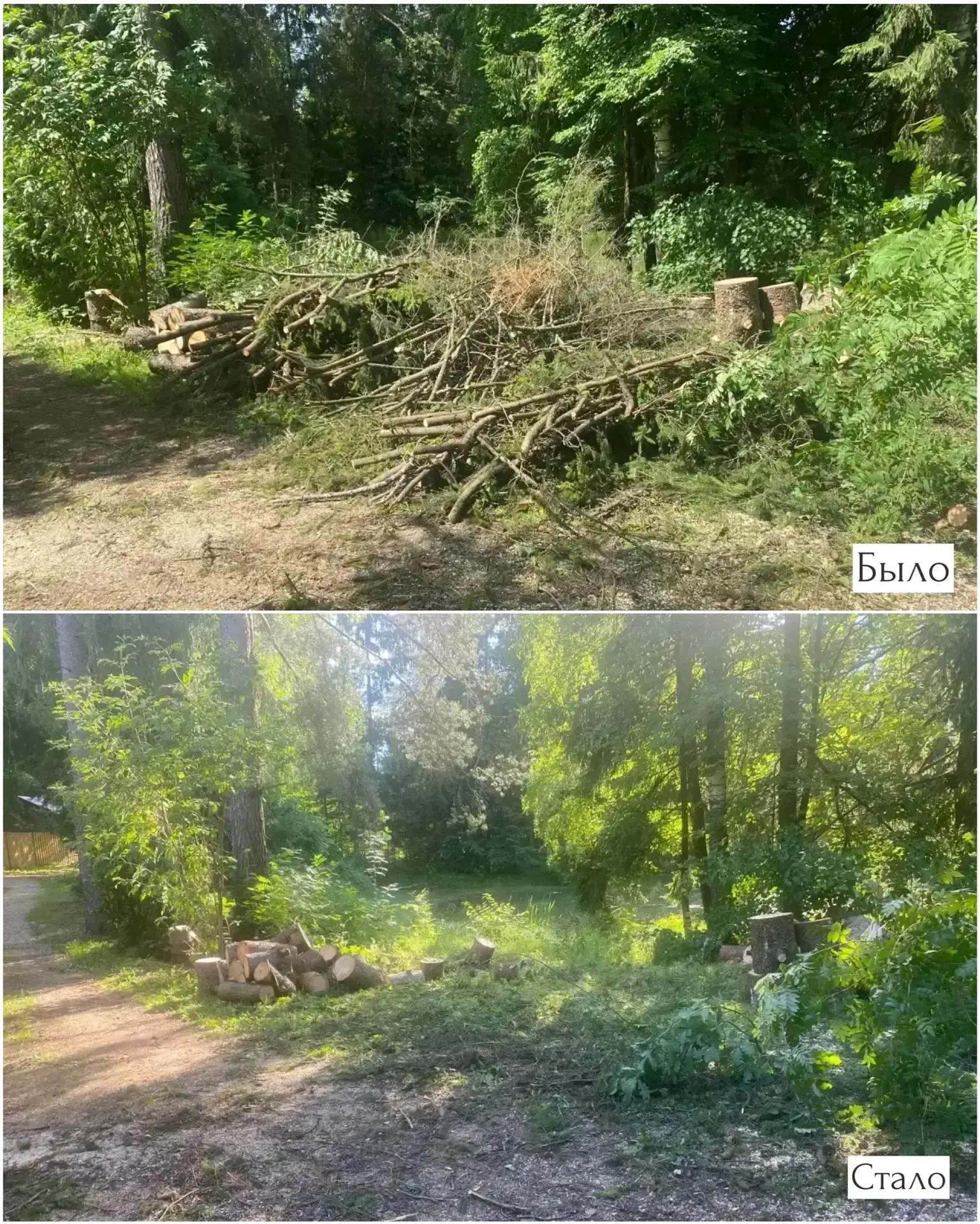 Порубочные остатки перерабатываются в мульчу: экологический подход к уходу за лесами