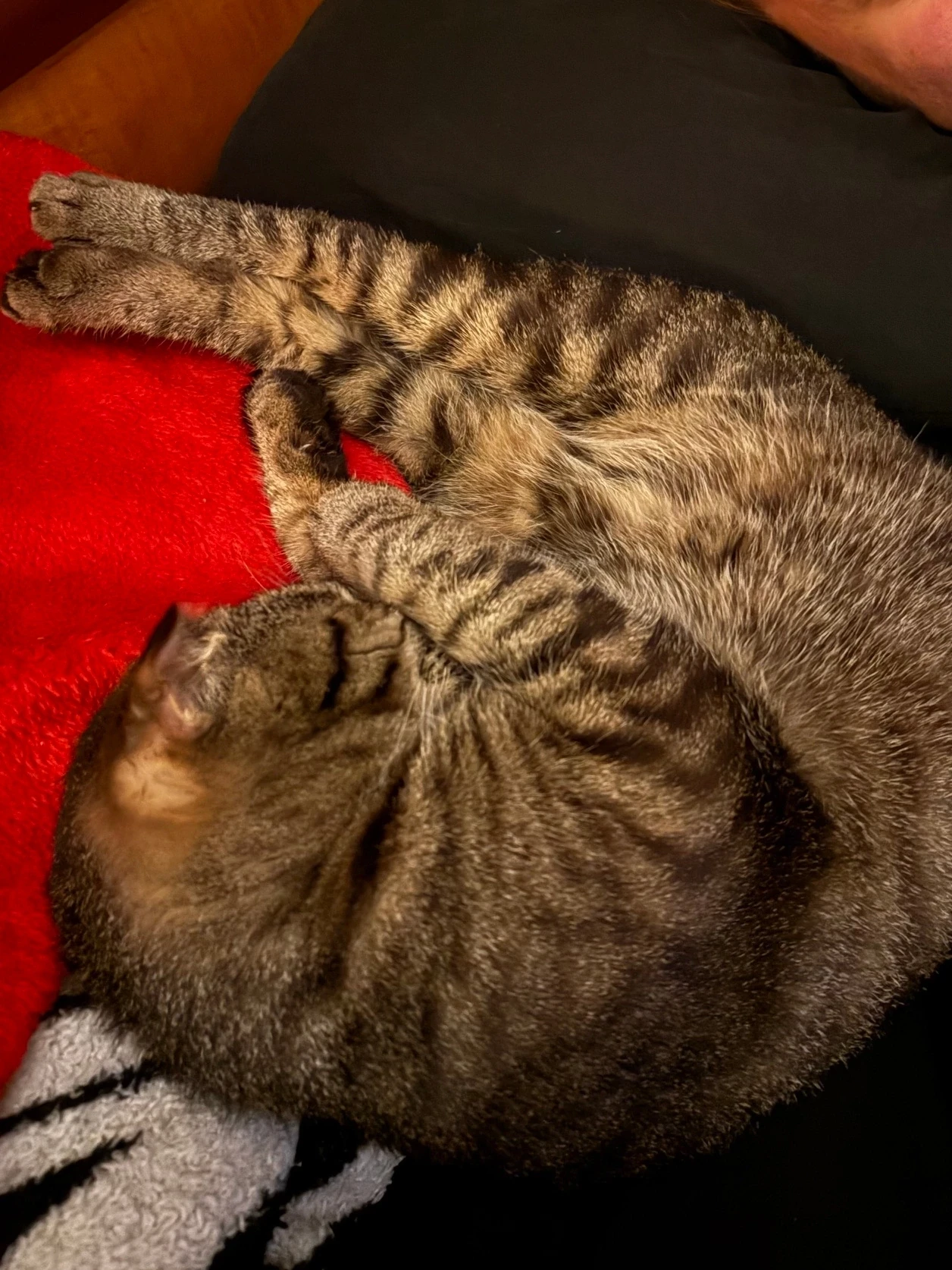 Котик Яшик желает всем добрых снов 😴