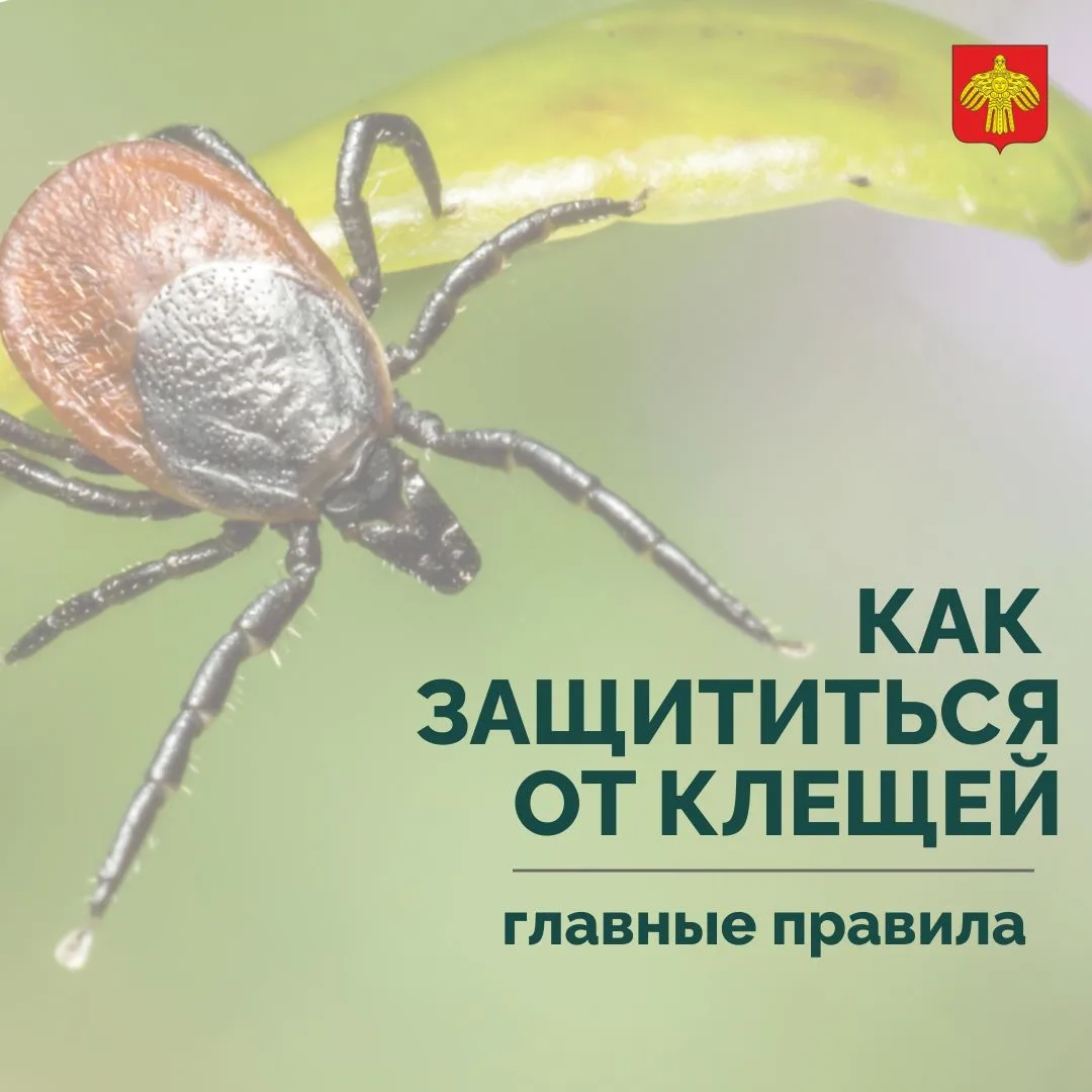 🌳 С конца марта в медучреждения Коми обратилось более 470 человек из-за укусов клещей.