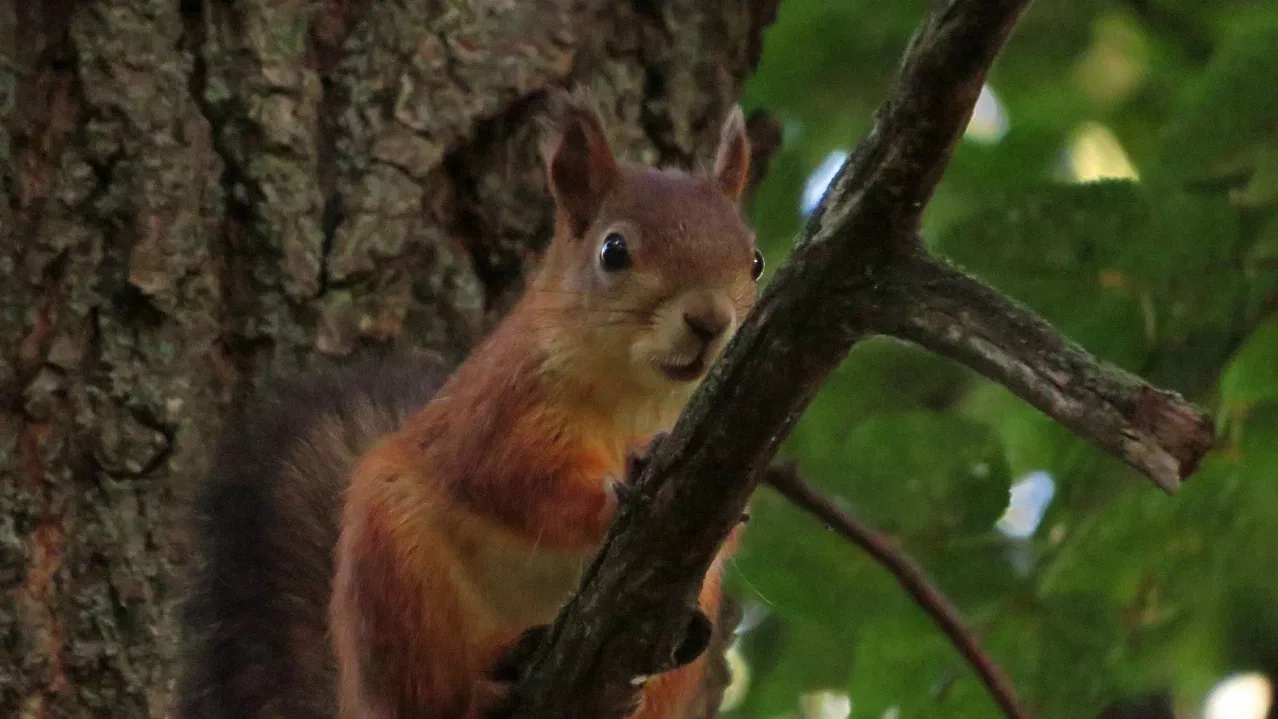 Доброе утро, дорогие друзья! 🐿