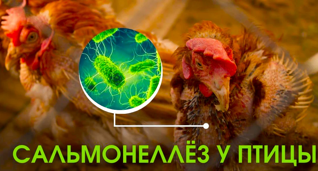 Главное о сальмонеллёзе: симптомы, лечение, защита семьи и птицы