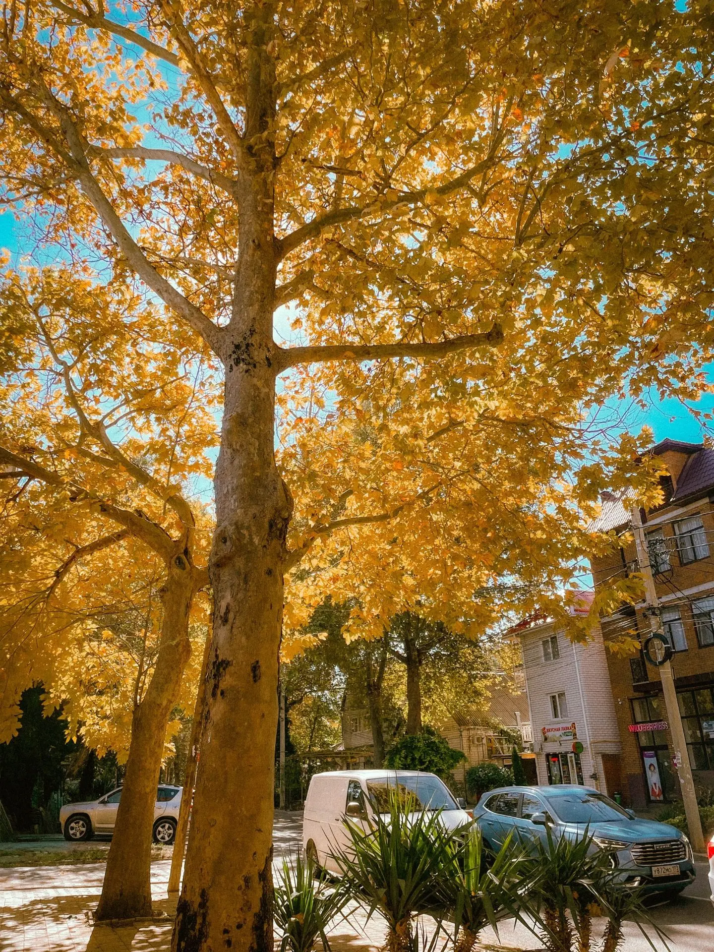 Золото октября в Анапе 🤩