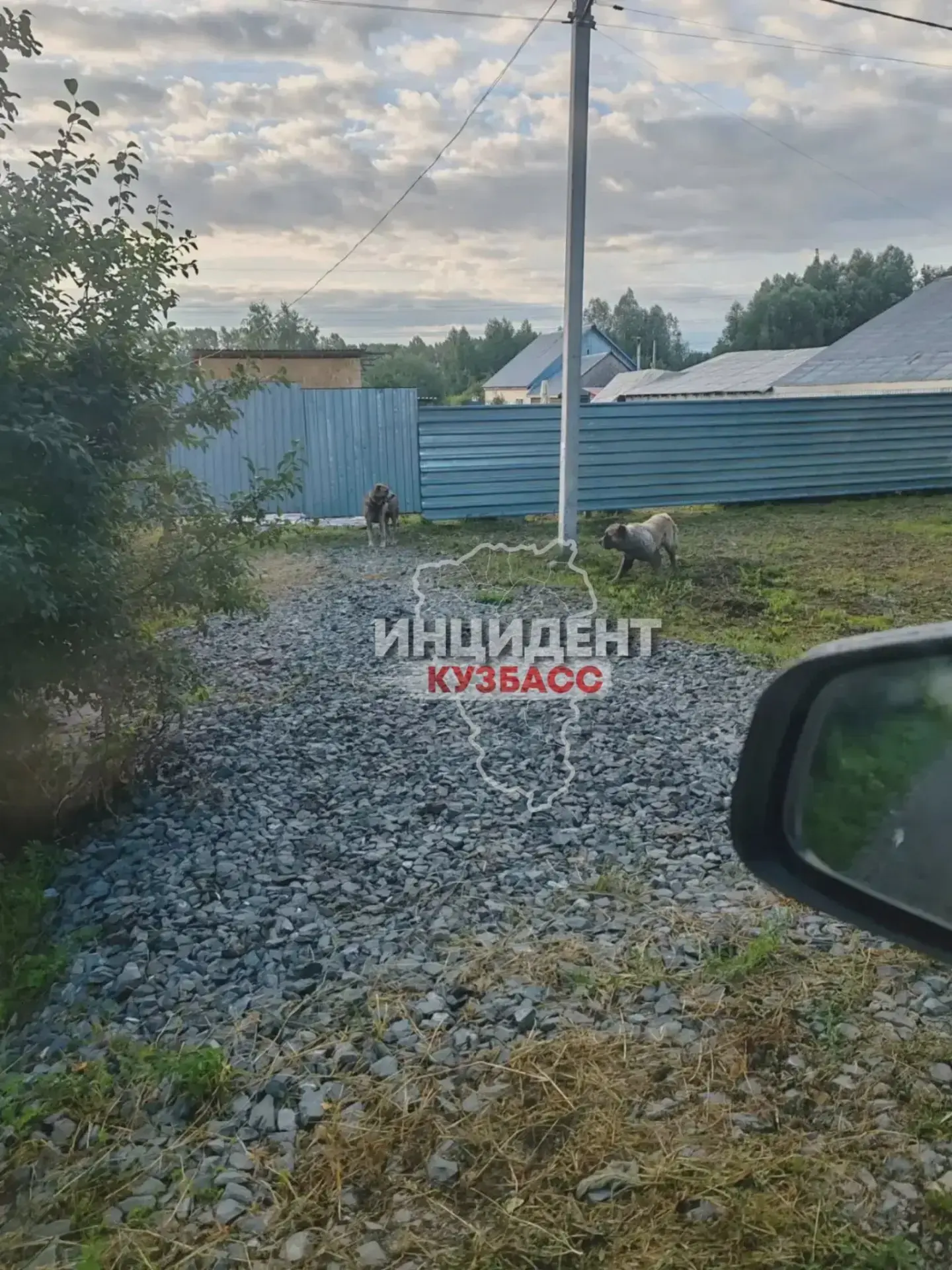 🐕 В Кемерове жители боятся соседских алабаев