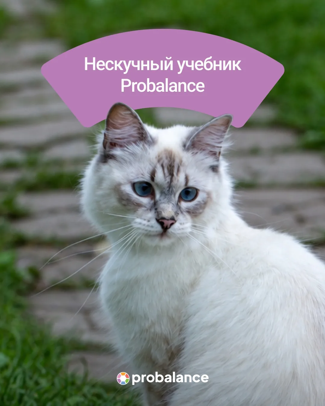 Нескучный учебник Probalance 📚