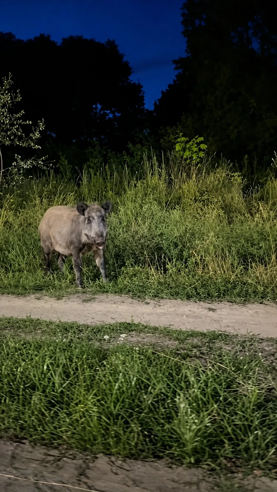 🐗🚨 «ОСТОРOЖНО, ДИКИЕ ЗВЕРИ!» В окрестностях города к людям вышел огромный кабан! 😱💥...
