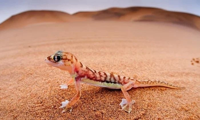 Намибийский геккон (Pachydactylus rangei) — небольшая ночная ящерица из пустыни Намиб.