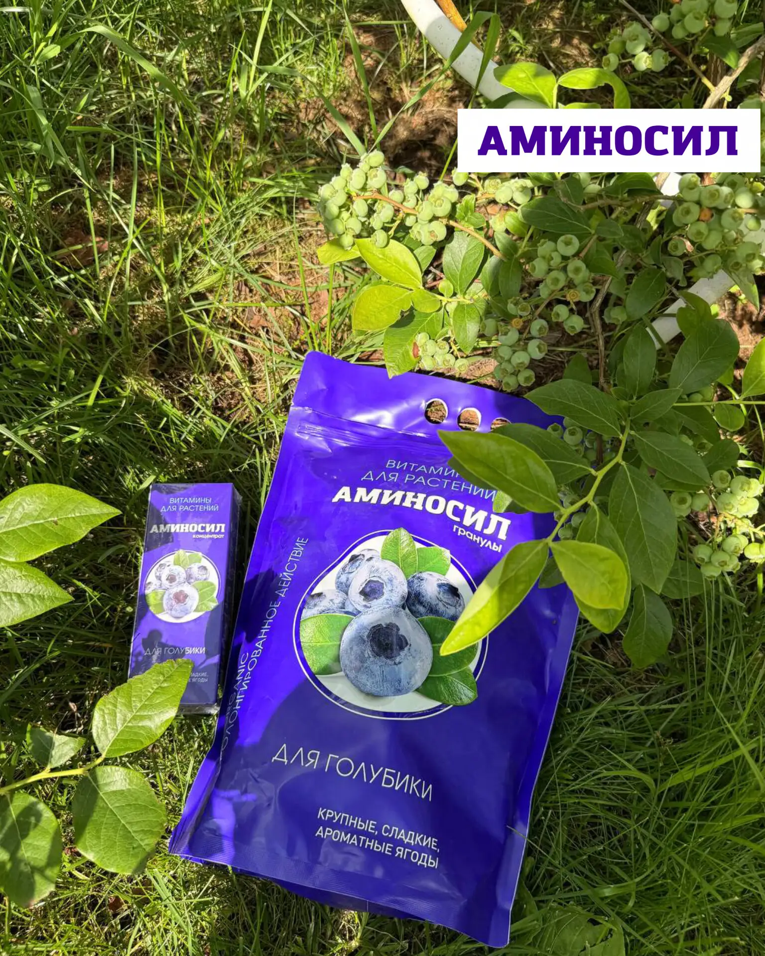 🫐Как правильно ухаживать за голубикой летом? 

Голубика — культура с особыми требованиями к питанию