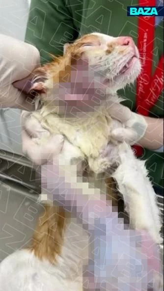 **🐈 В Петербурге кот погиб после контакта с моющим средством**