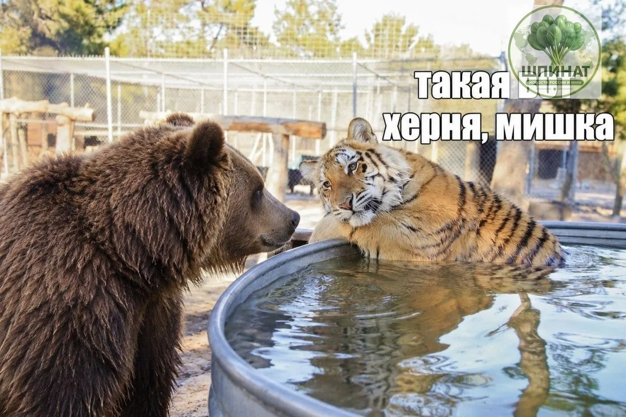 Амурский тигр вышел к людям в Хабаровском крае. Ночью хищник пытался утащить собаку