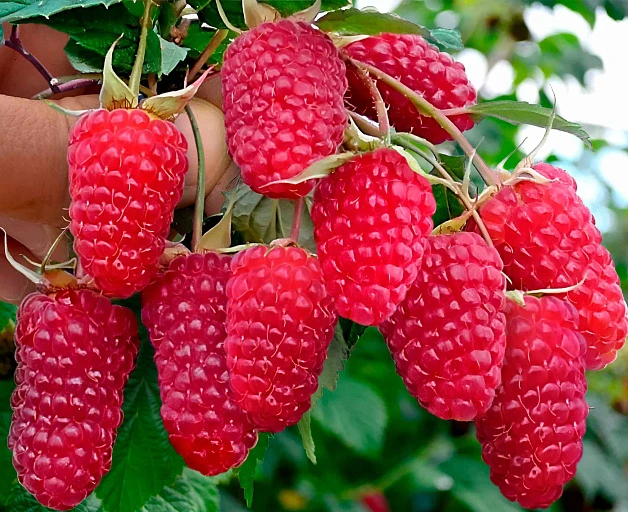🍇 Малина, в которую невозможно не влюбиться — «Пшехиба» 💗✨