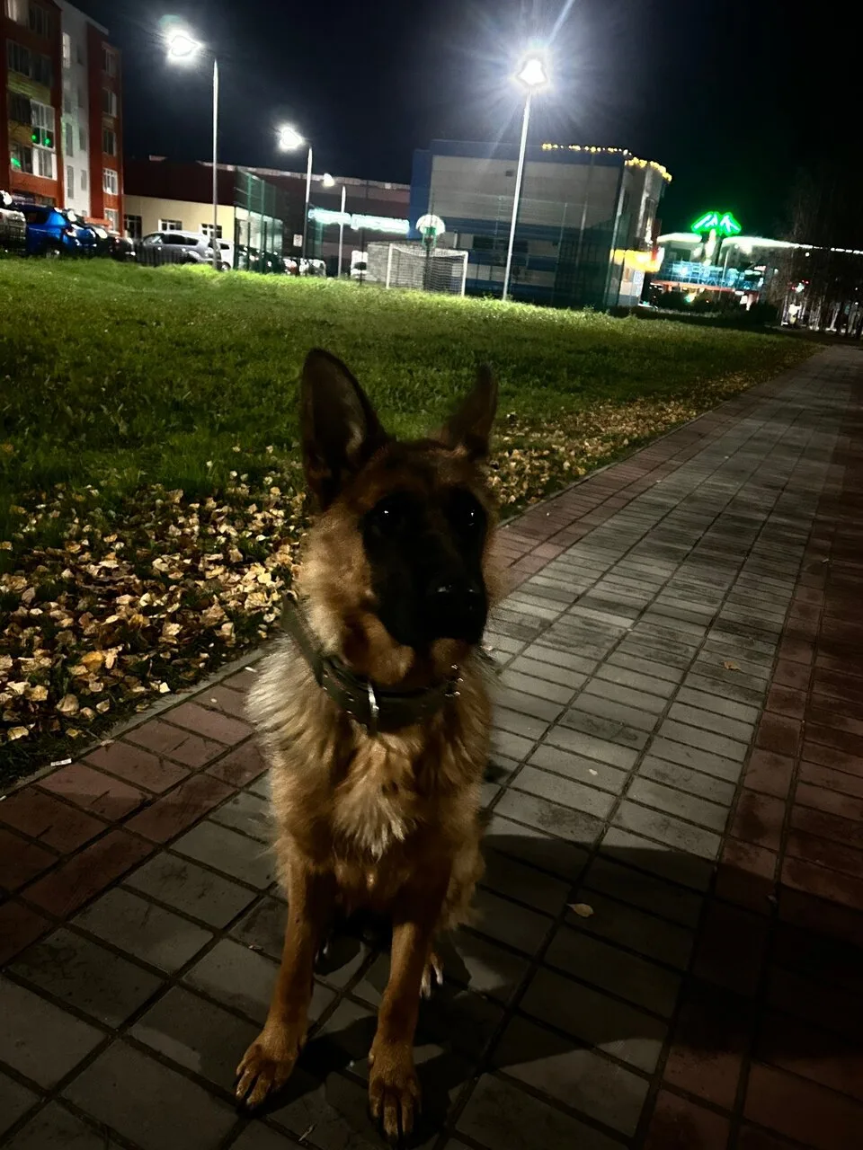 Потерялась 😢 бегает возле плазы, на дорогу прыгает