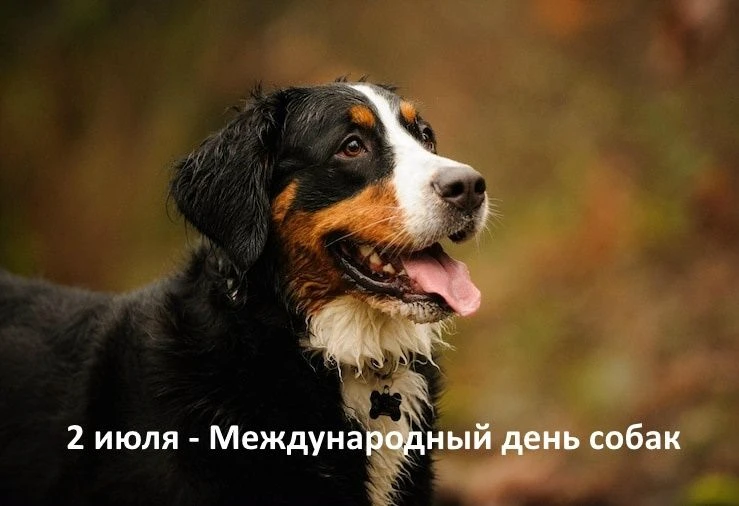 🎁 2 июля 2025 г. - Международный день собак: история,
традиции и значение.
Международный день собак