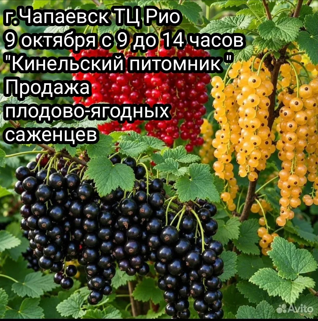 г.Чапаевск