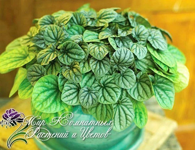 🌿Пеперомия🌿

Пеперомия — популярное комнатное растение, не требующее сложного ухода. Она принадлеж