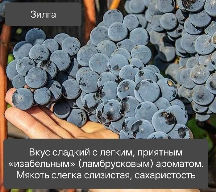Он, как Изабелла только слаще, с невероятным фиолетовым винным вкусом, как ЛАМБРУССКОЕ.....👇

https