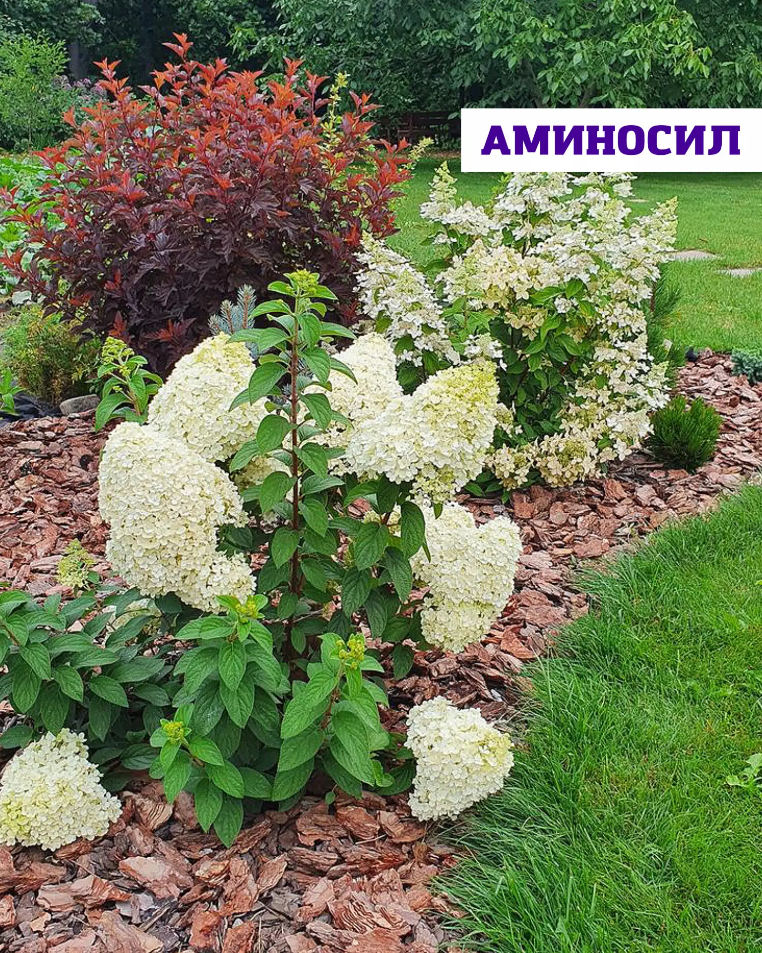 Когда сажать метельчатую гортензию, чтобы она прижилась и пышно цвела 🌸  Метельчатая гортензия — одн