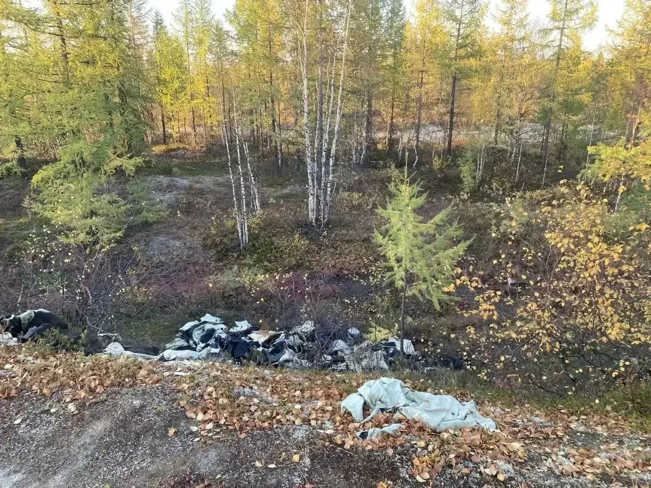 🗑️ В Новом Уренгое продолжают очищать тундру от мусора