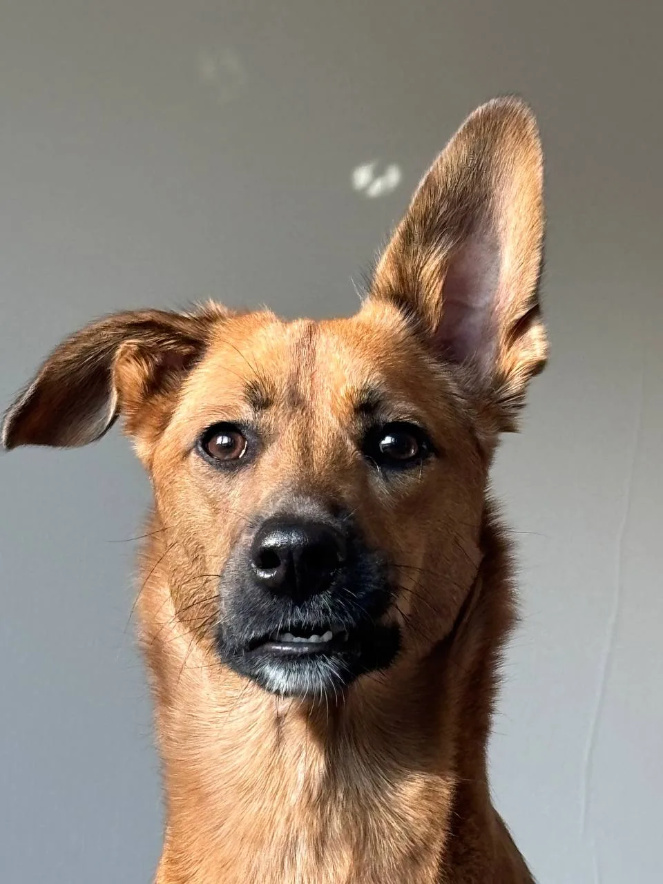 🐕 привет из 🏠