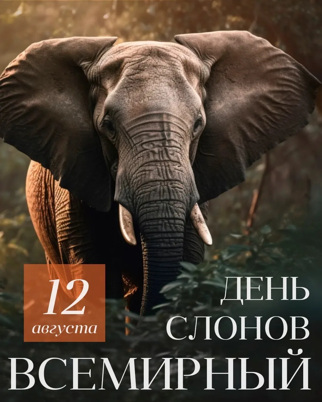 🐘 12 августа — Всемирный день слонов