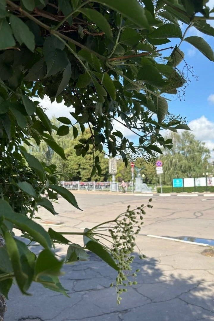 🍃