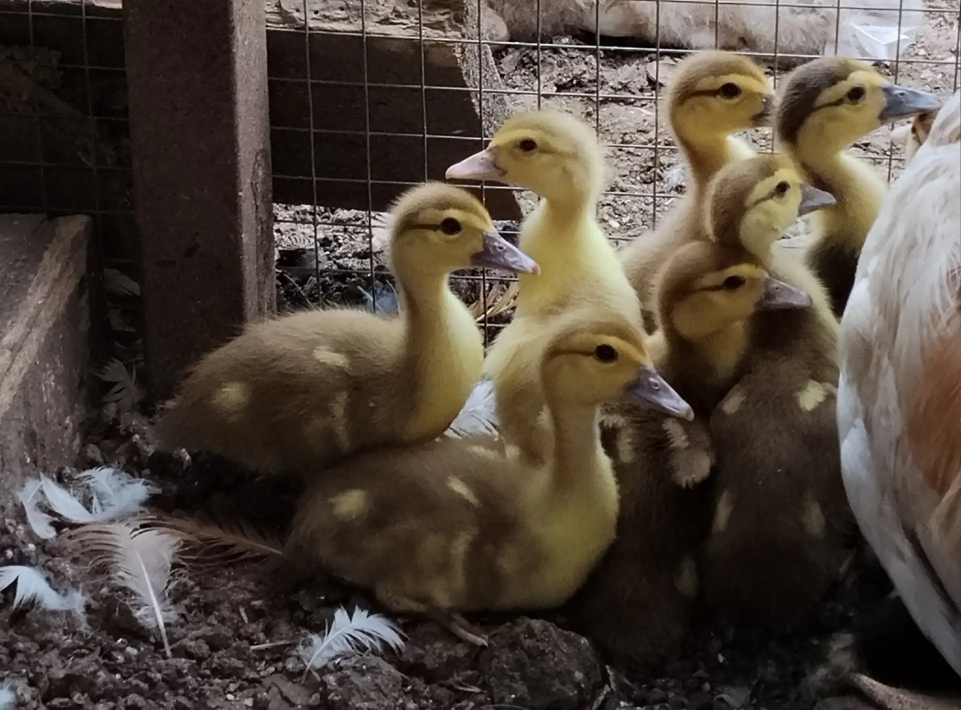 Продам индоутят по 140 р шт. +79788177845.