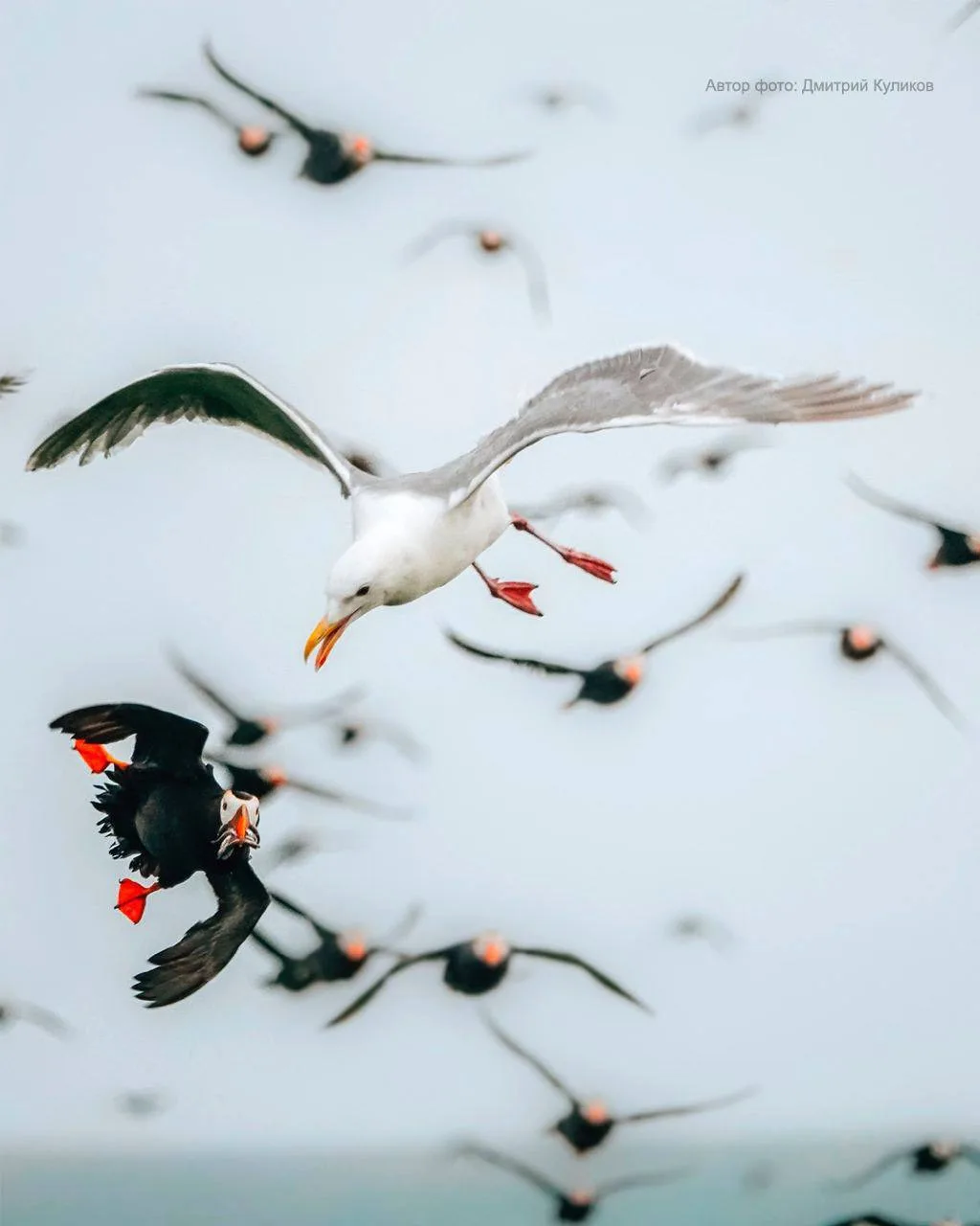 50 тысяч причин увидеть этот остров своими глазами 🐦

📎Остров Топорков — одно из самых удивительны