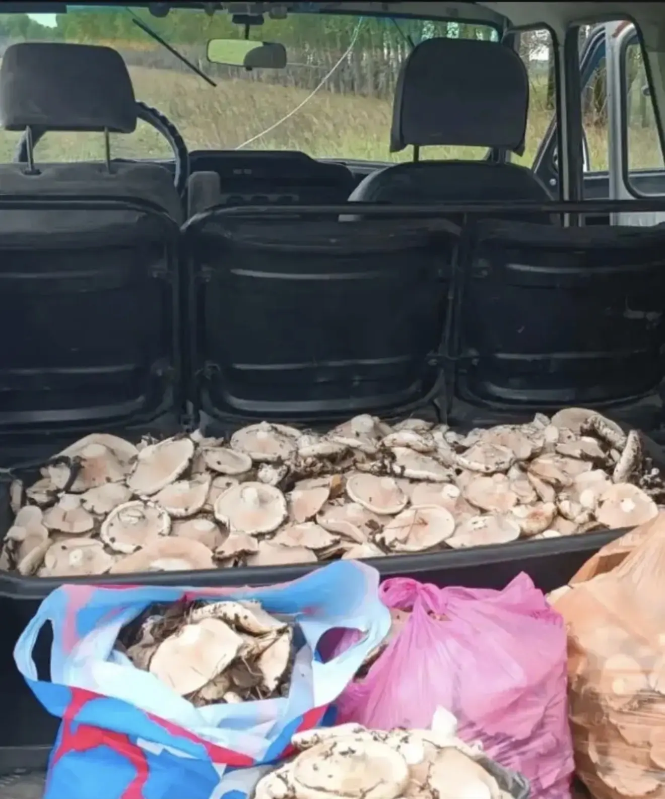 🍄 Ищете настоящий деликатес? Попробуйте уникальный сухой белый грузд — это вкус и аром...
