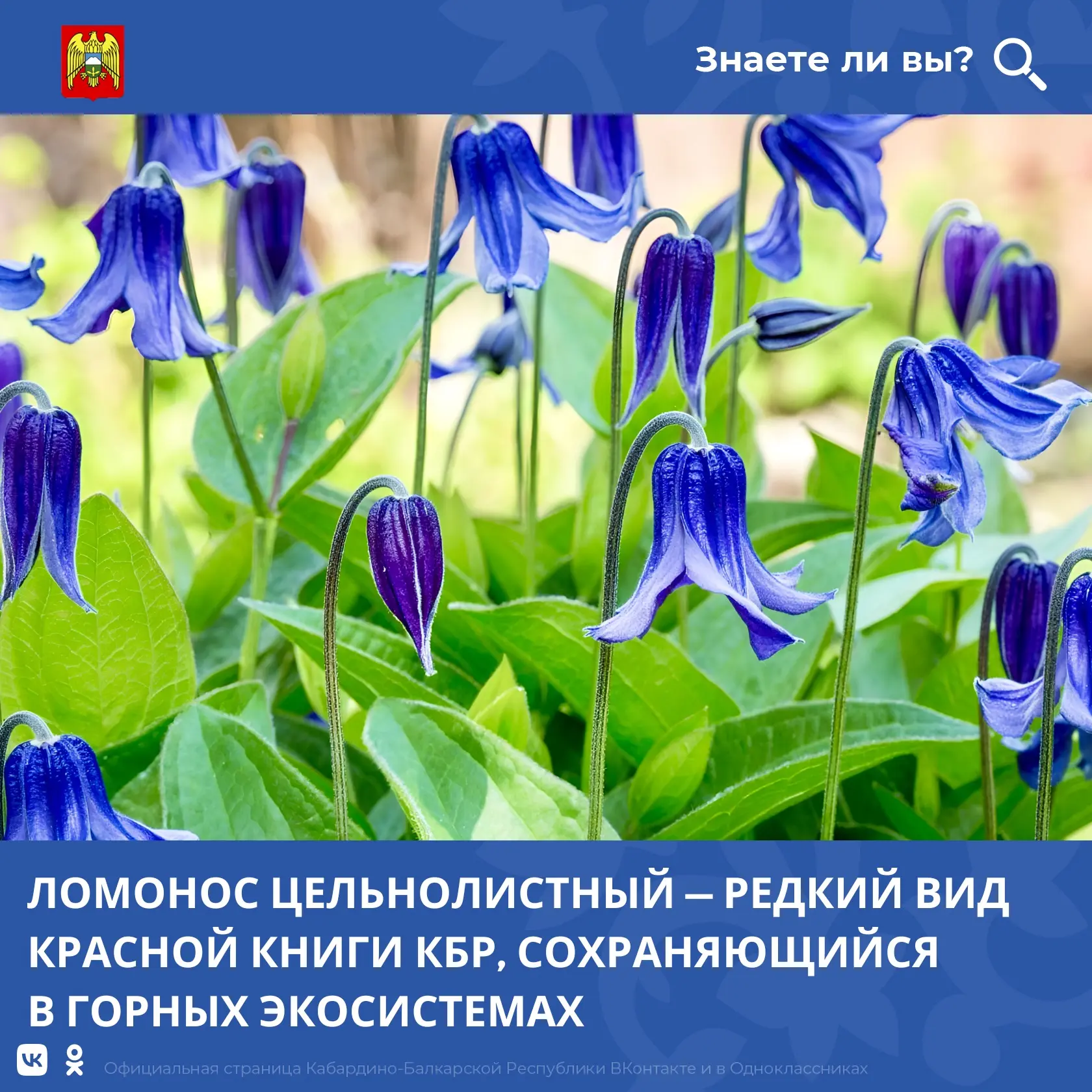 Ломонос цельнолистный (Clematis integrifolia L.) — редкое растение семейства лютиковых, относящееся 