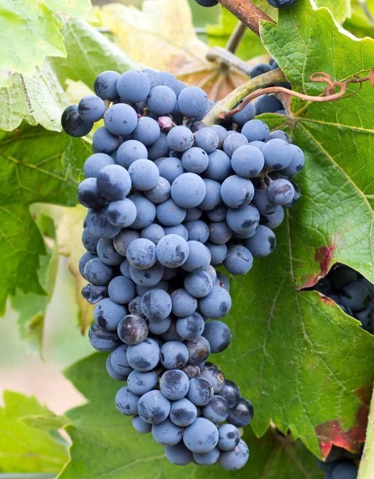 🍇 Маринованный виноград
