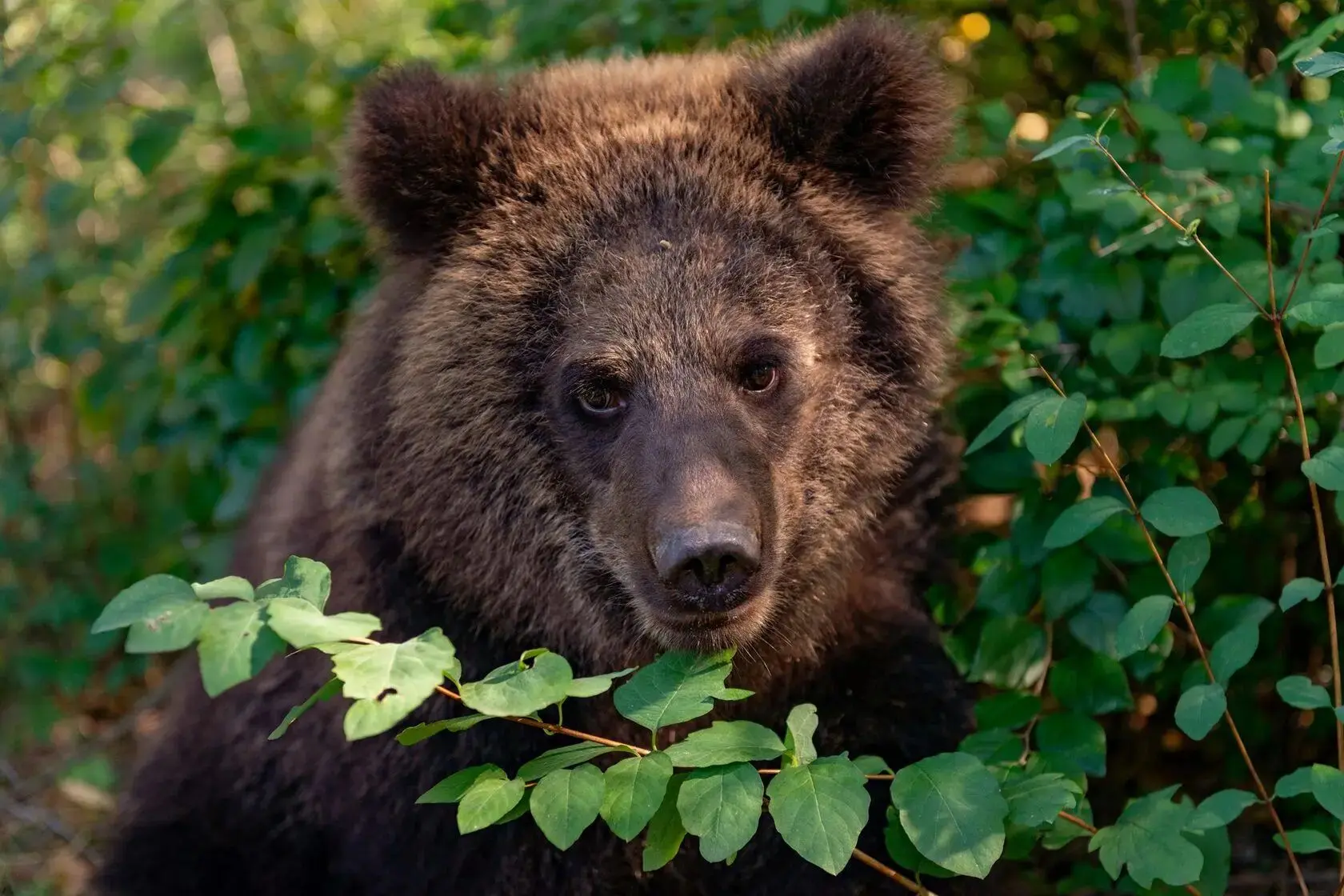🐻 Медведей в Оренбуржье стало больше