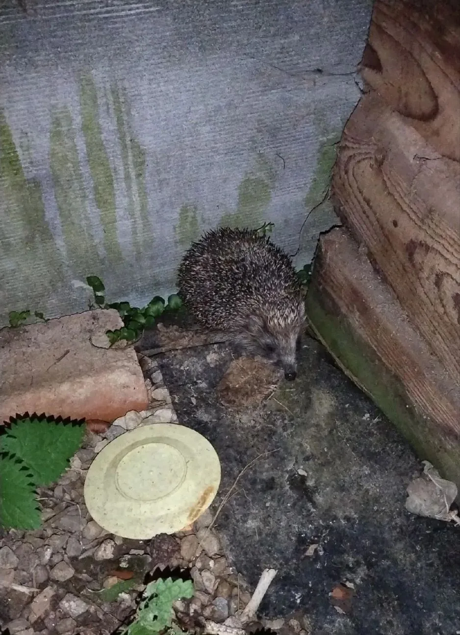 Ух ты, милаха! 😍🦔