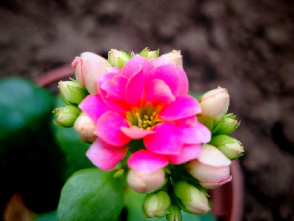 Окунитесь в зеленый мир: Ботанический сад ждет вас! 🌿🌺
