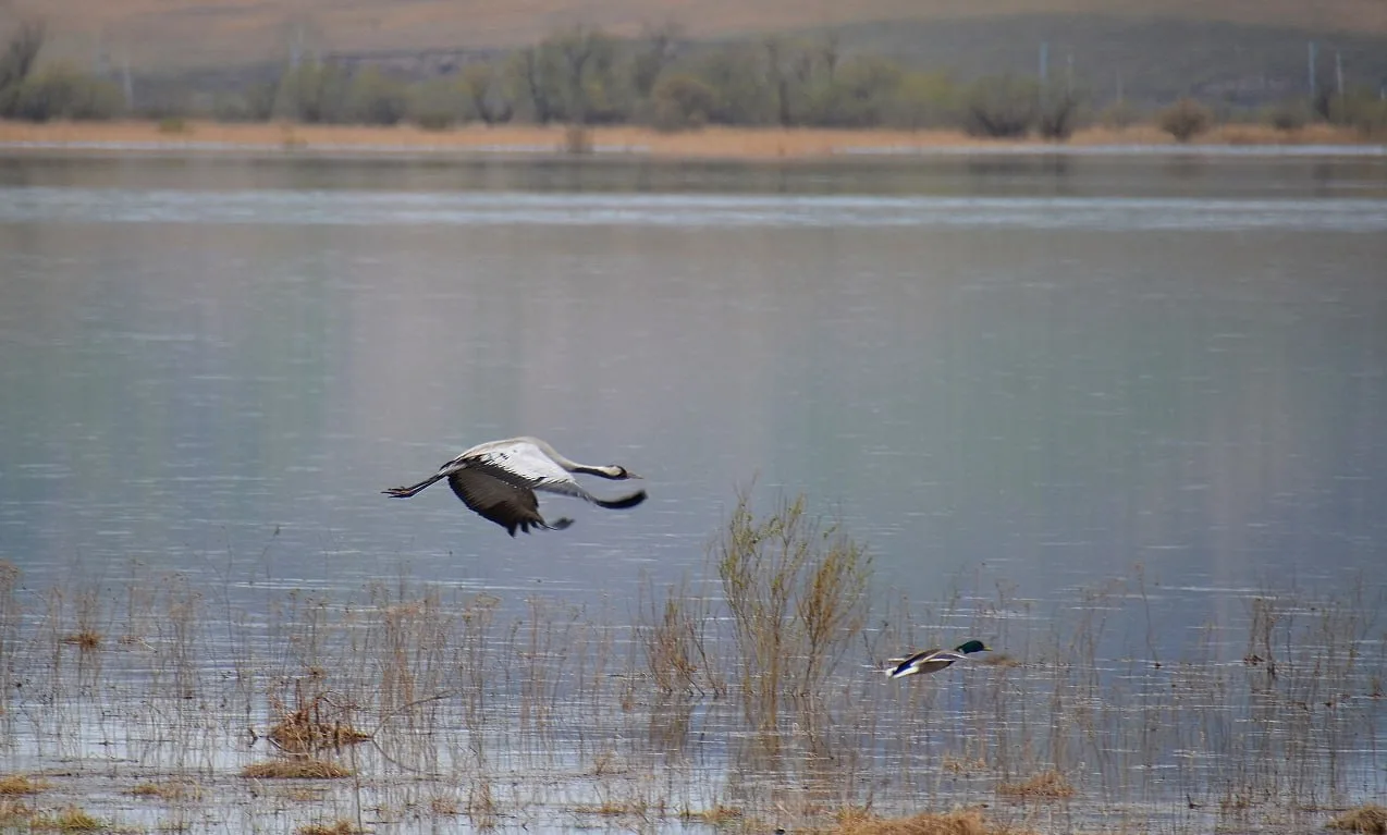 🦆🐦‍⬛️Дуэль на взлёте: уникальными кадрами, снятыми на глади озера, поделились сотрудники заповедника