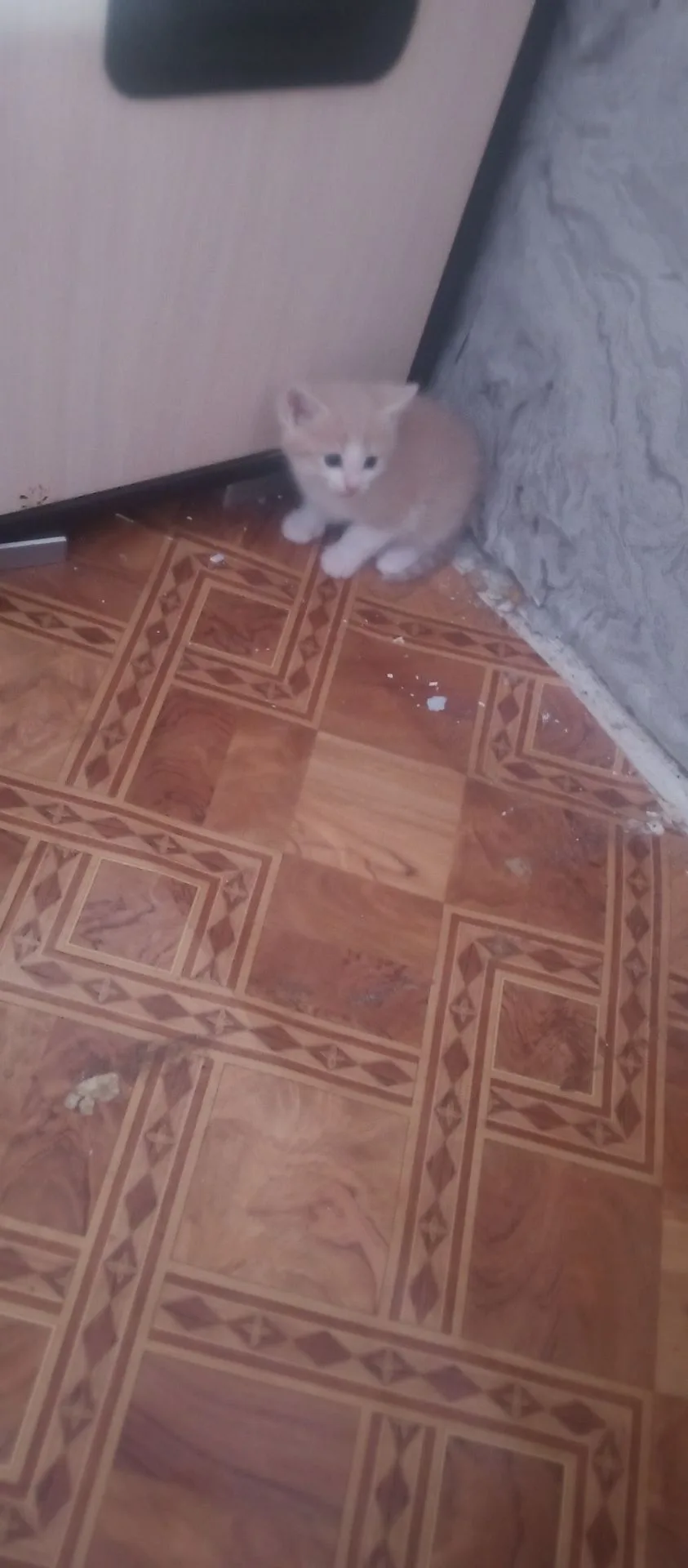 Добрый вечер🌸Сейчас ищут семью 4 прекрасных котёнка, 3 котика и кошечка. Мама котят та...