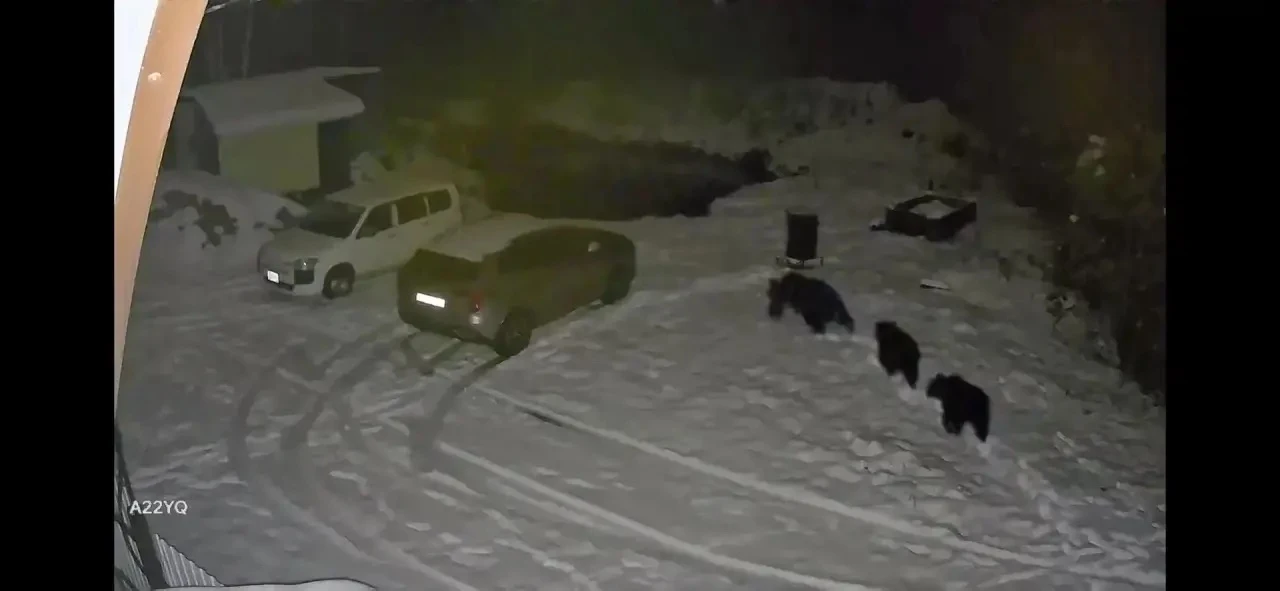 Снт Восход на 6-7 км Излучинской дороги ( и район бывшего поста Дпс)  МЕДВЕДИЦА С 2 МЕД...