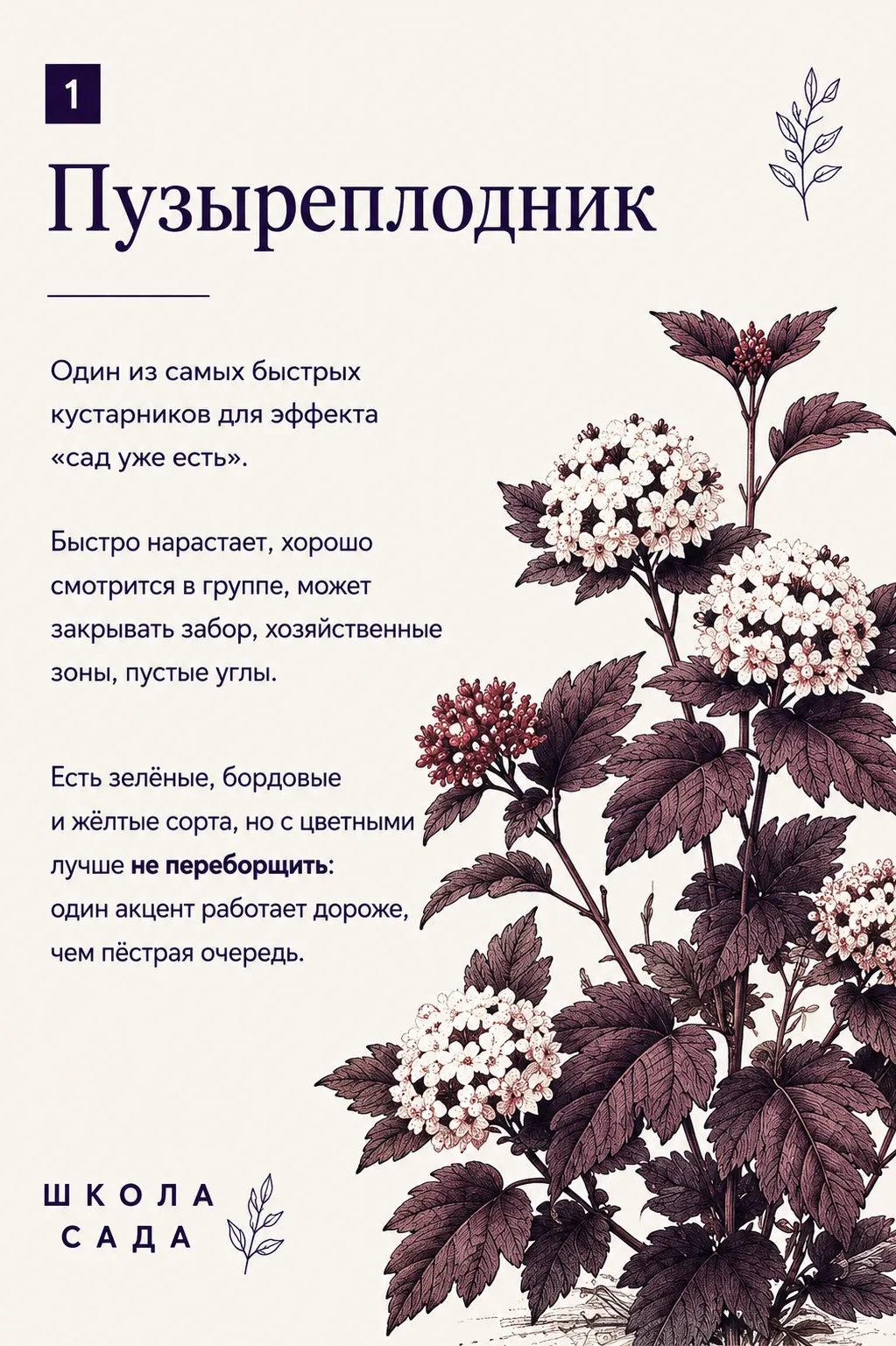 8 растений, которые быстро создают ощущение "взрослого" сада