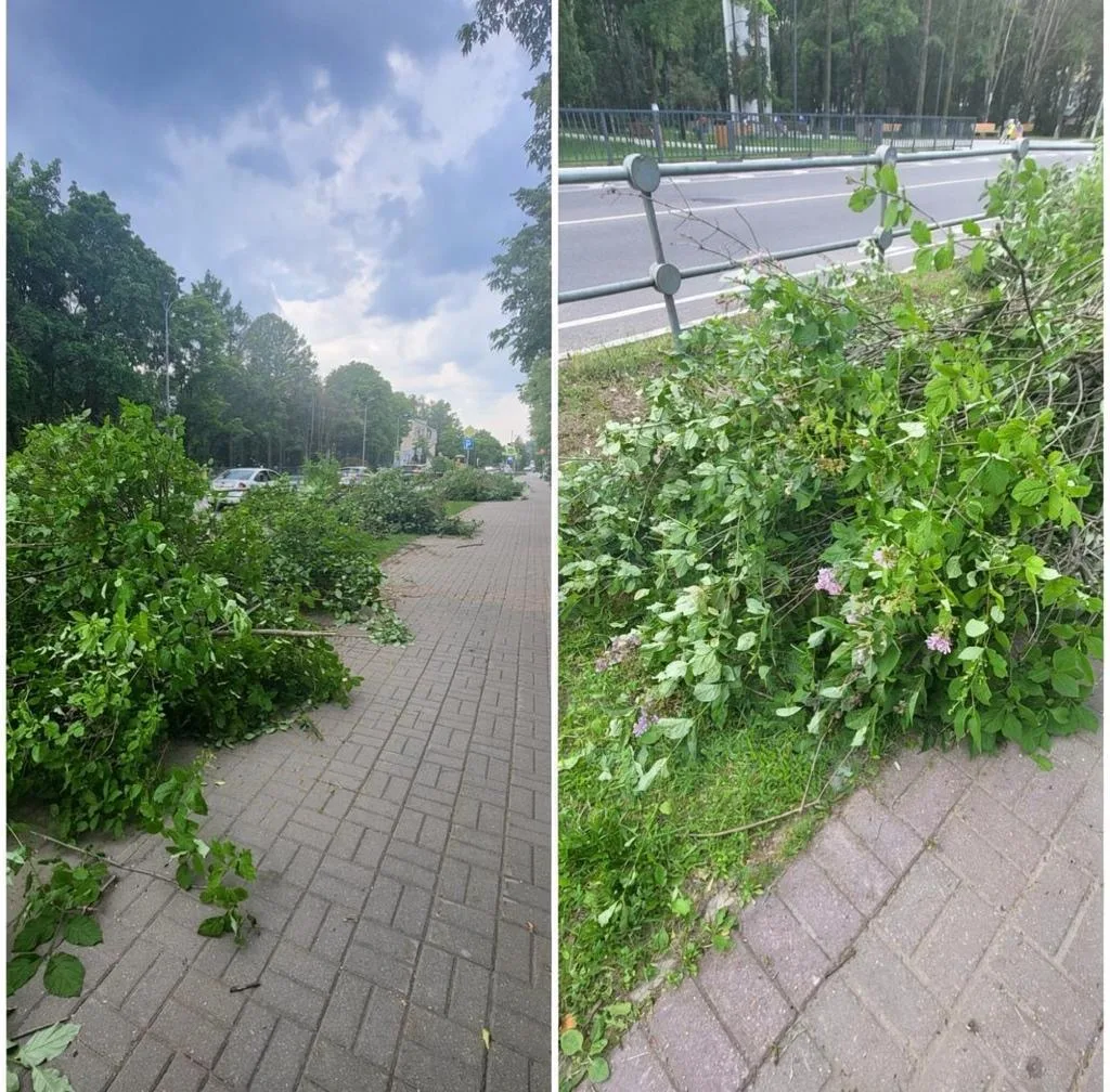«На улице Новая, около Гимназии,  вырубили всю сирень.»