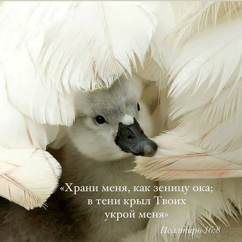 «Храни меня, как зеницу ока; в тени крыл Твоих укрой меня»