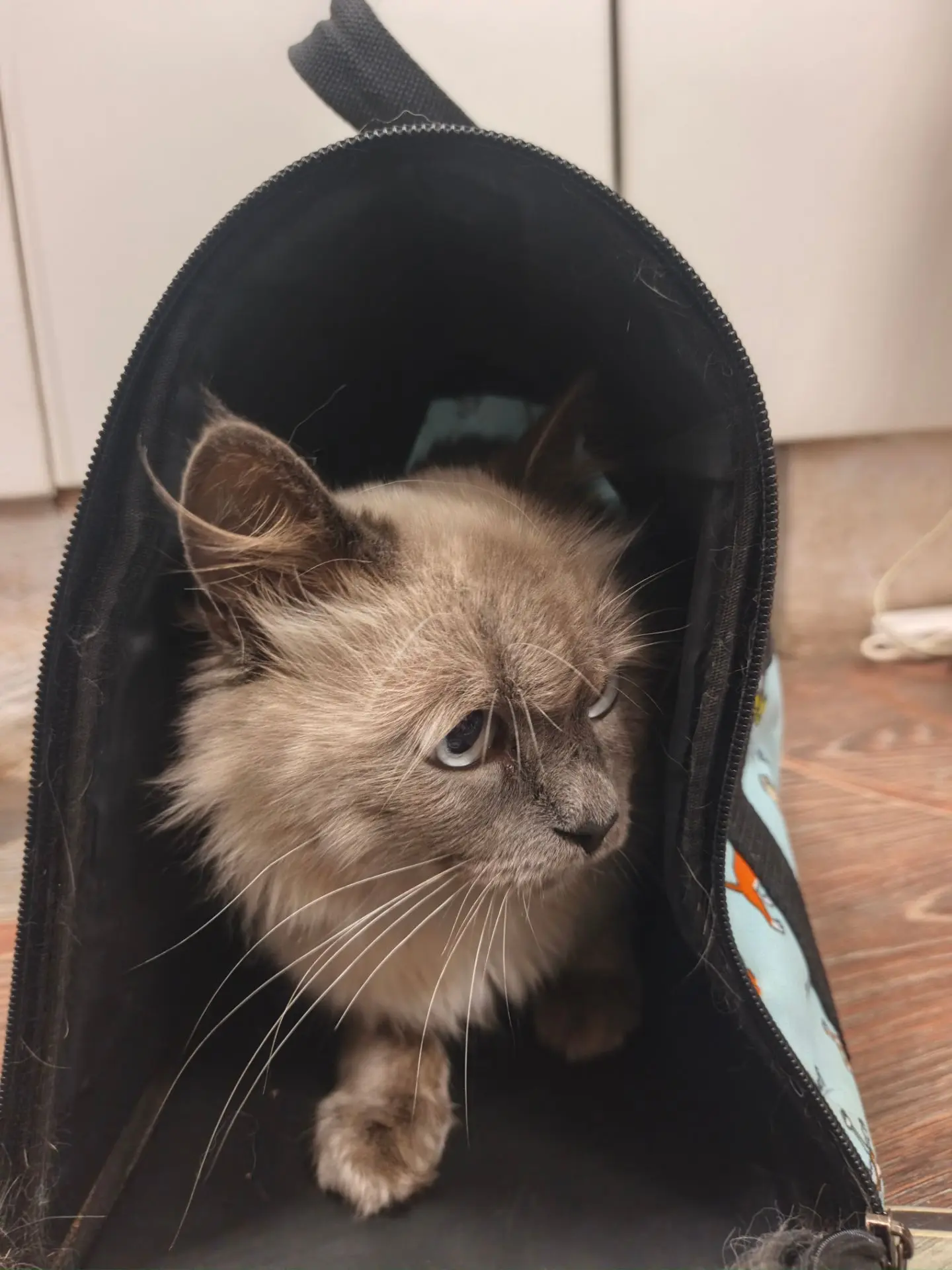 Наши пациенты 🐾