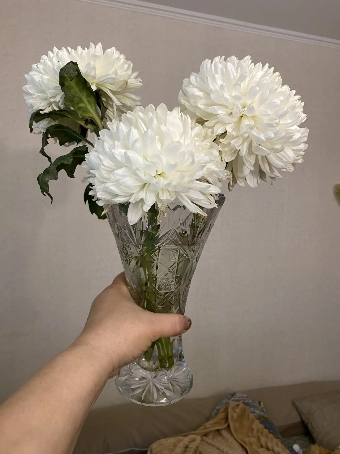 Хризантемы стоят уже 16 дней😊👍