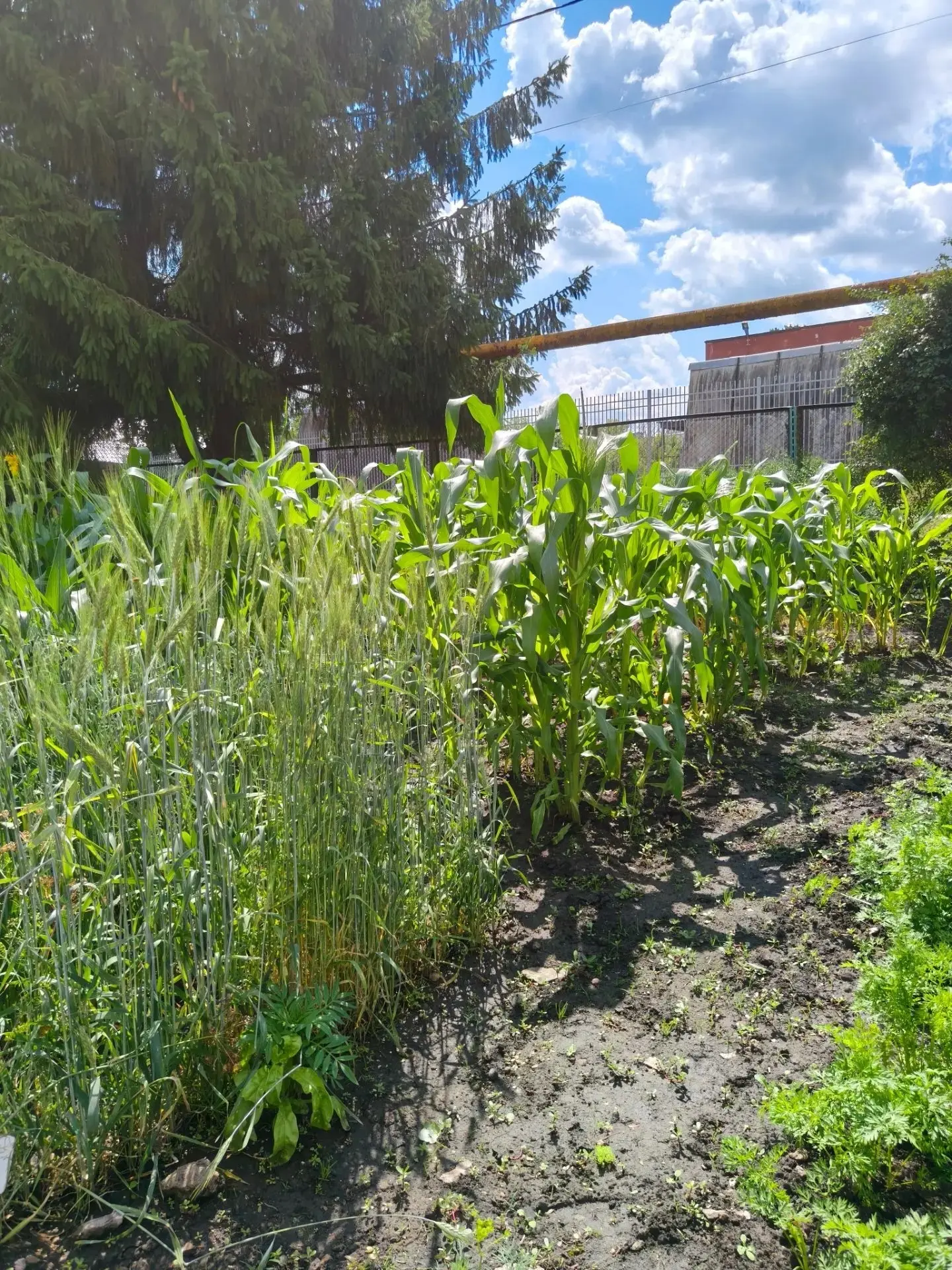 🌽Царица полей на учебно-опытном участке МБУ ДО "ЦЭБО".

Лето — время не только для отдыха, но и для