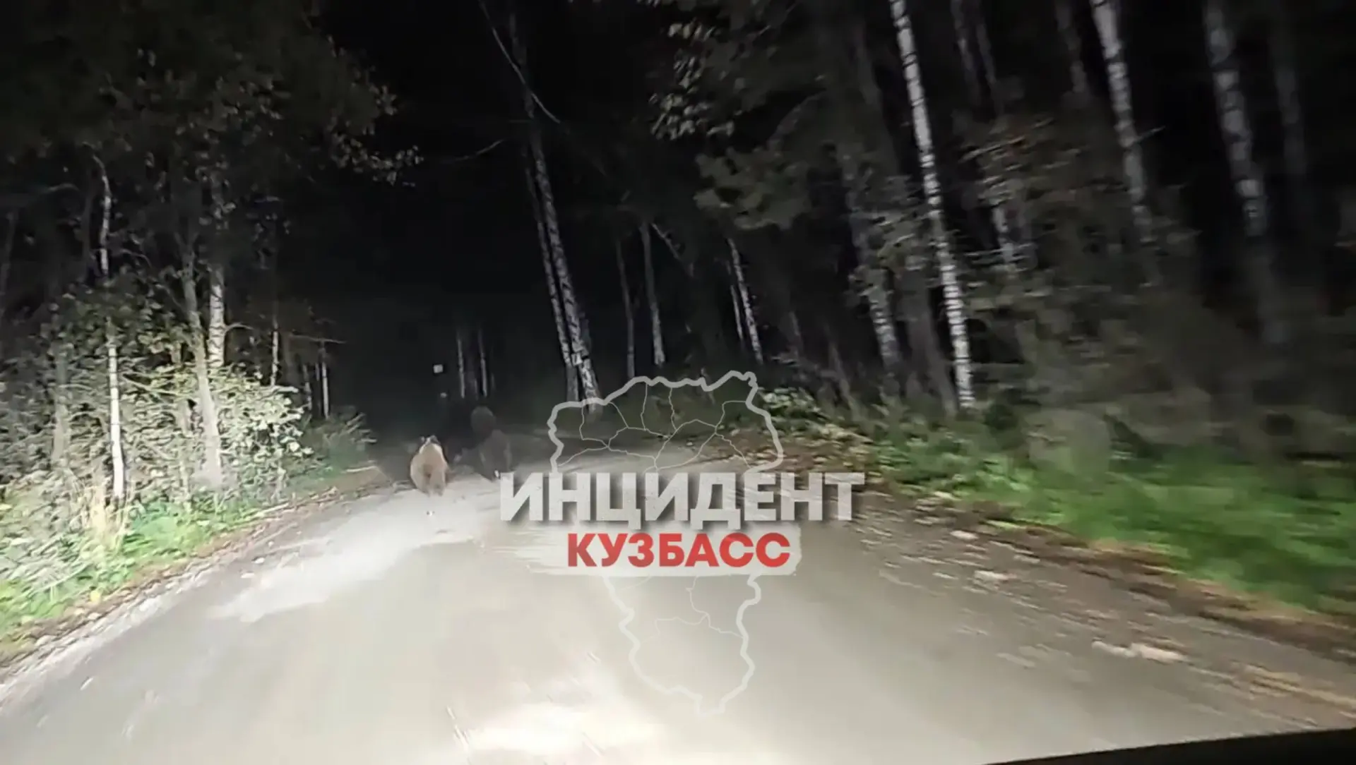🐻 Медведица с медвежатами снова вышла к людям в районе Таргая, сообщает… — публикация канала «Инцидент Кузбасс»