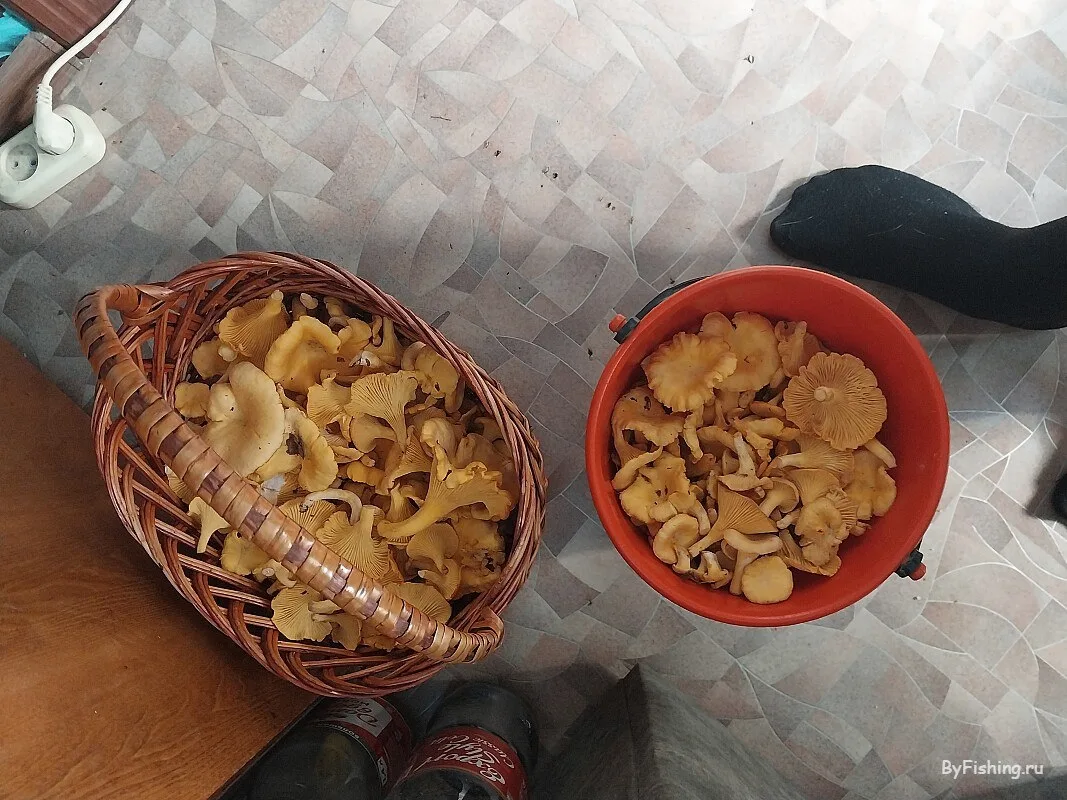 Отчет из приложения